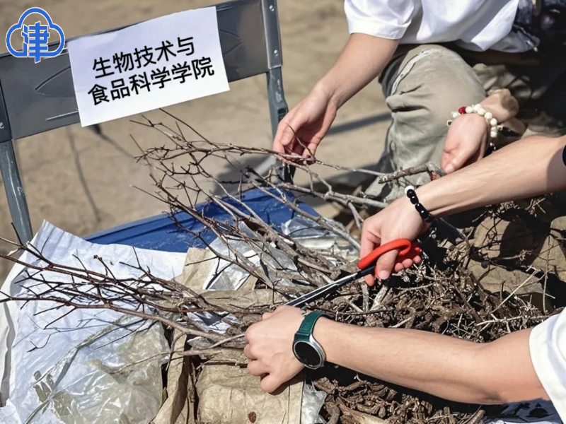 津云客戶端、今日頭條報道63棵酸棗苗落戶天商勞動教育基地